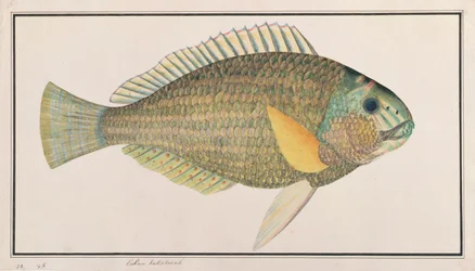 Labre vert, de dessins de poissons de Malacca, c.1805-18